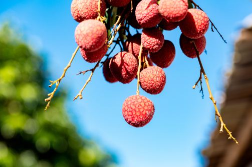荔枝种植过程中如何才能提高产量呢?