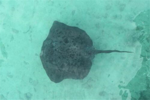 魔鬼鱼能吃吗?价格在多少钱一条?