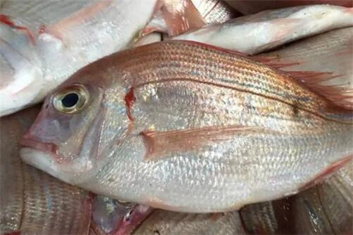 真鲷鱼价格多少钱一斤 怎么做好吃 土流网