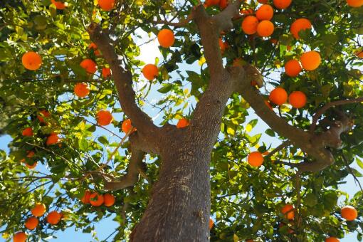 橙子树从种到结果实需要多久?可以种在院子里吗?附种植技术