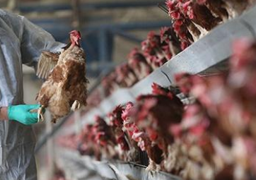 人瘟在发酵，鸡瘟又来了：那么禽流感会传染给人吗？