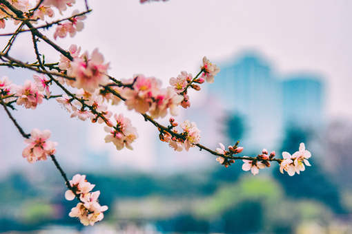 盆栽桃花栽種和管理要點(diǎn)要注意