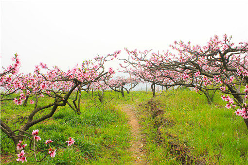 春季桃树施什么肥好