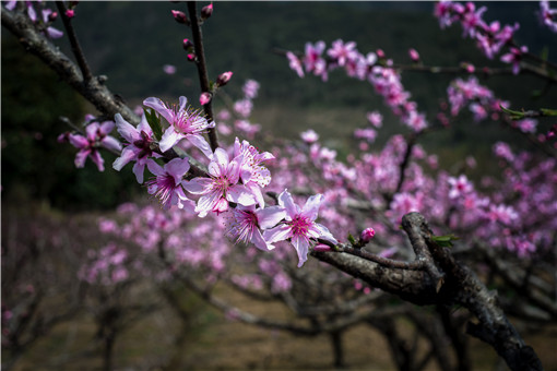 春季桃树修剪技术