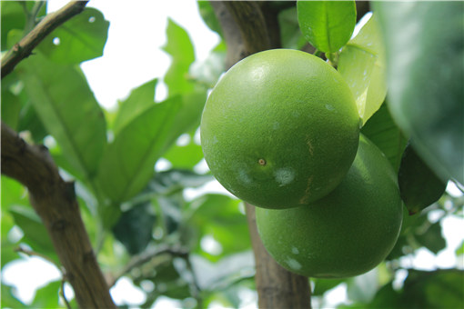 柚子高产栽培技术要点有哪些