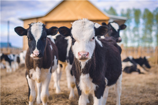 一头奶牛一年的养殖成本和利润是多少 附养殖技术要点 土流网