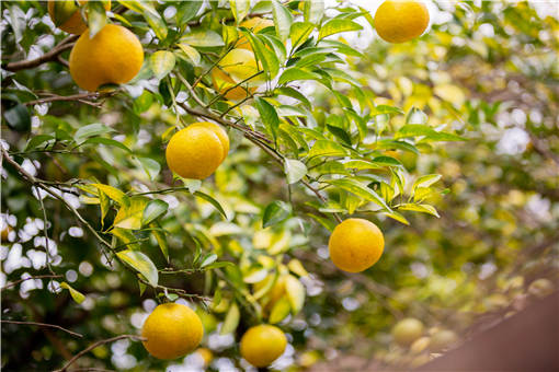 5月柑橘保果方法