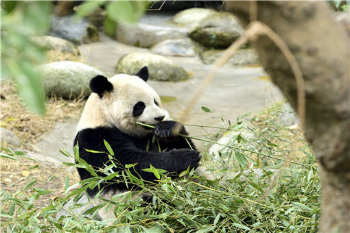 旅加大熊猫吃不到新鲜竹子的原因
