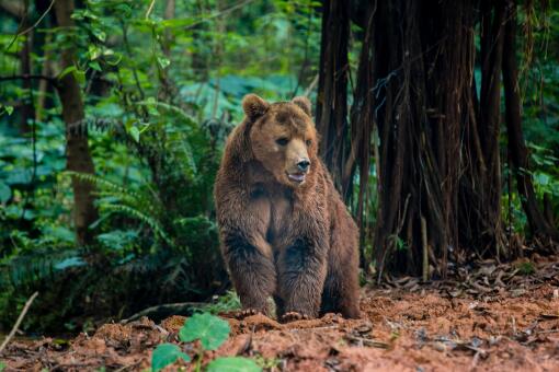 棕熊——摄图