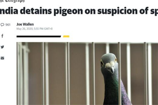 鸽子被指控为间谍面临入狱引热议 具体是怎么回事