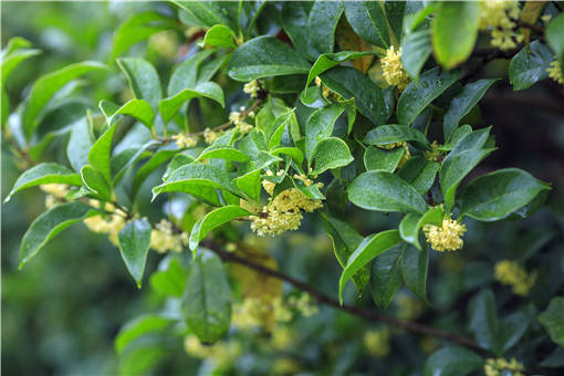 沉香桂花的种植方法