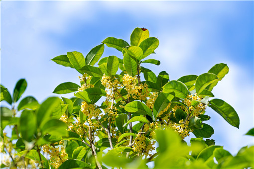 金桂花树