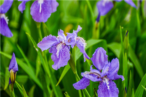 紫花苜蓿怎么种 土流网