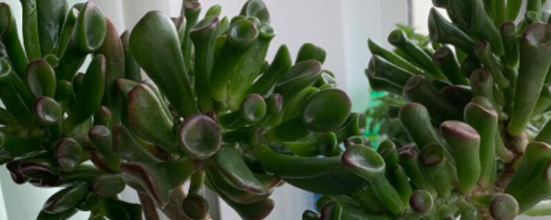 吸财树怎么繁殖 土流网