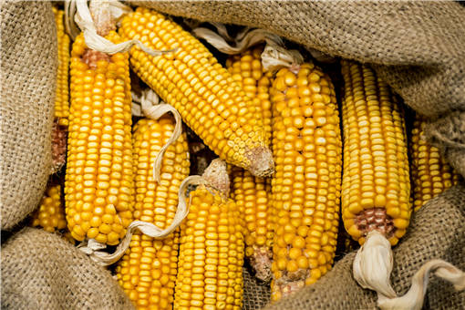 玉米的种植技术-摄图网