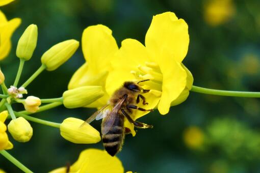 蜜蜂喜欢什么花？喜欢的花有哪些？养蜂人必备- 土流网