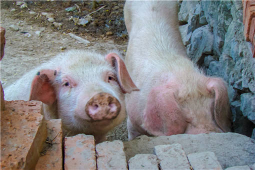 生猪养殖扶持政策-摄图网