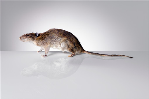 内蒙古57个旗县鼠疫风险地图  鼠疫是甲类传染病之一