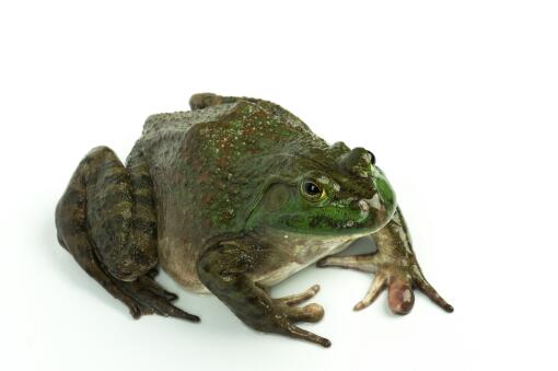名特水产品牛蛙怎么去皮 有寄生虫吗 做法有哪些 土流网