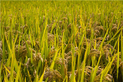 2020年各产区稻米价格行情如何-摄图网