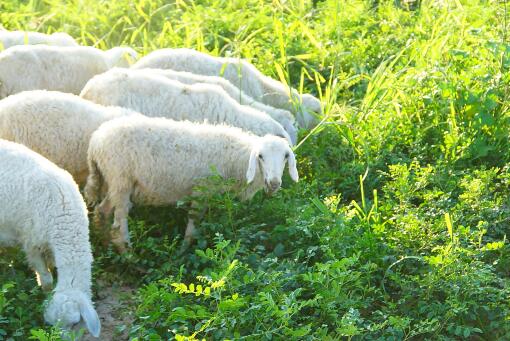 2020年养羊补贴-摄图网