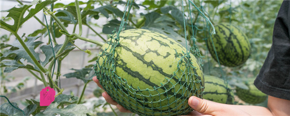 西瓜无土栽培技术-摄图网‘’