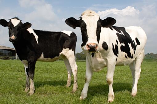 养牛成本-摄图网