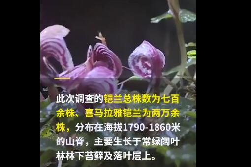 云南腾冲首次发现濒危物种铠兰-视频截图