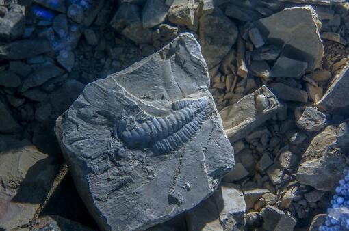 化石——摄图