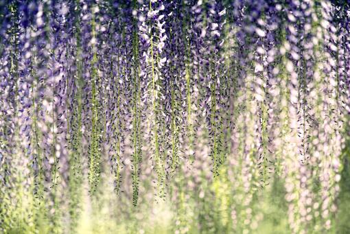 暖温带植物紫藤花种子怎么种 什么时候栽最好 种类有哪些 有哪些颜色 土流网