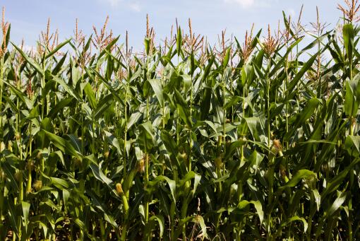 玉米种植保险-摄图网