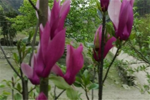 中药辛夷花价格多少钱一克 功效作用是什么 泡水可以治鼻炎吗 附花语 种植知识 土流网 中药辛夷花价格多少钱一克 功效作用是什么 泡水可以治鼻炎吗 附花语 种植知识 土流网