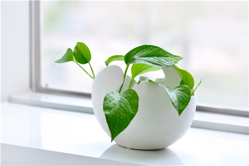 植物-摄图网