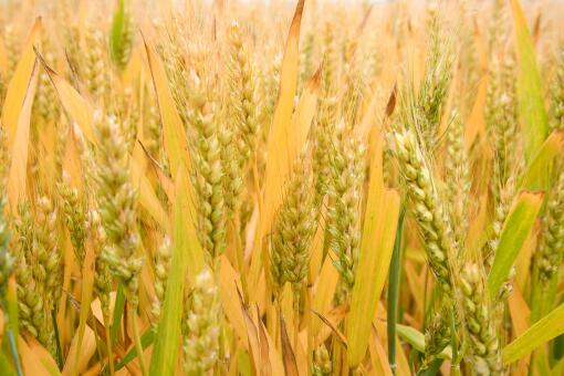小麦——摄图