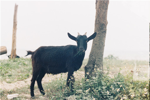 黑山羊-摄图网