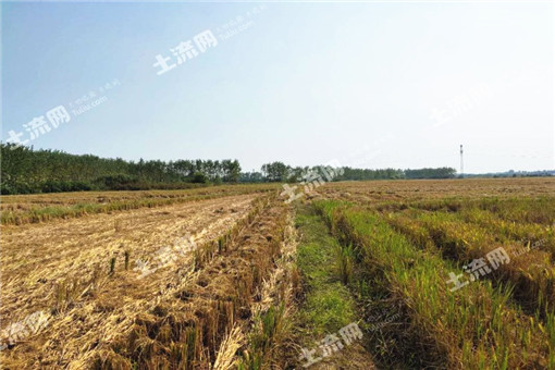 2016年田东县甘蔗生产补贴补多少？