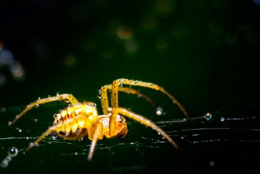 蜘蛛——摄图