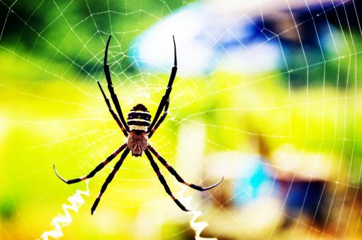 一般蜘蛛织 结 网是什么天气 是什么行为 它为什么织网 怎么织 土流网