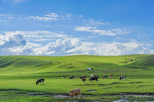 荷斯坦牛——摄图