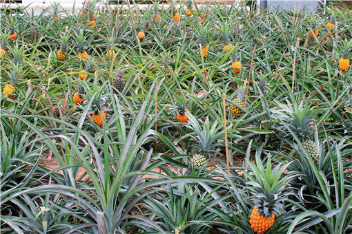 菠萝种植的环境要求及高产种植技术-摄图网