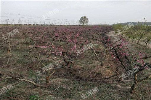 2016年饶河县农业支持保护补贴（耕地地力保护）政策宣传单