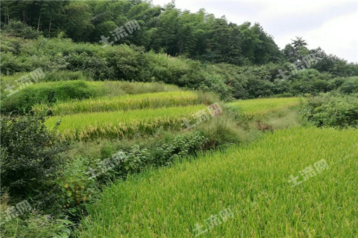2016南京市关于积极引导土地经营权有序流转推进农业适度规模经营的实施意见
