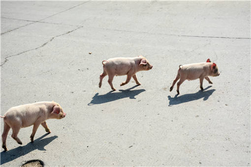 香猪的养殖前景怎么样-摄图网