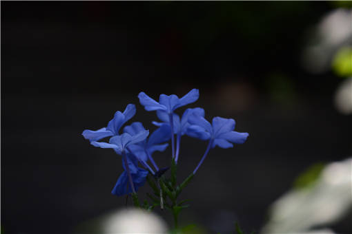 蓝雪花的花语是什么-摄图网
