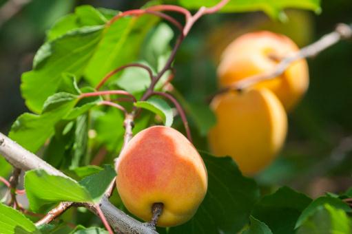 家中院子里种杏树风水好吗 怎么嫁接繁殖 如何修剪 种植几年结果 土流网
