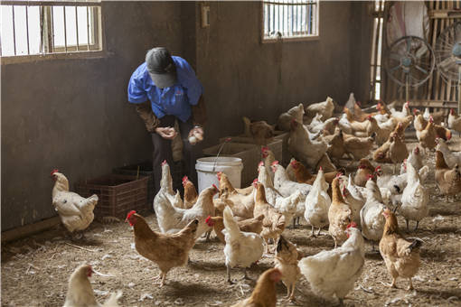 2018年农村养鸡政策补贴-摄图网