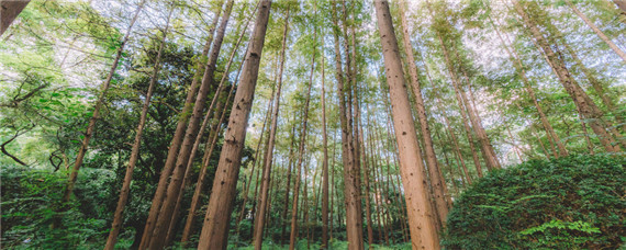 黄山栾树是落叶乔木还是常绿乔木-摄图网