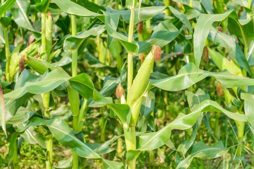 玉米生产者补贴-摄图网