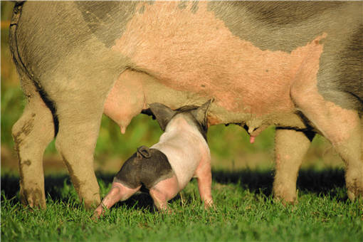 养殖30头母猪成本与利润-摄图网