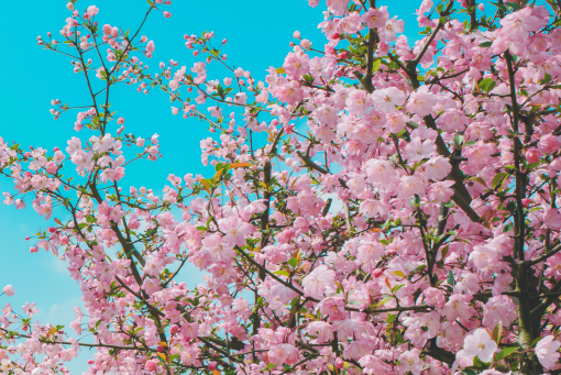 桃树——摄图